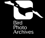 Bird Photo Archives